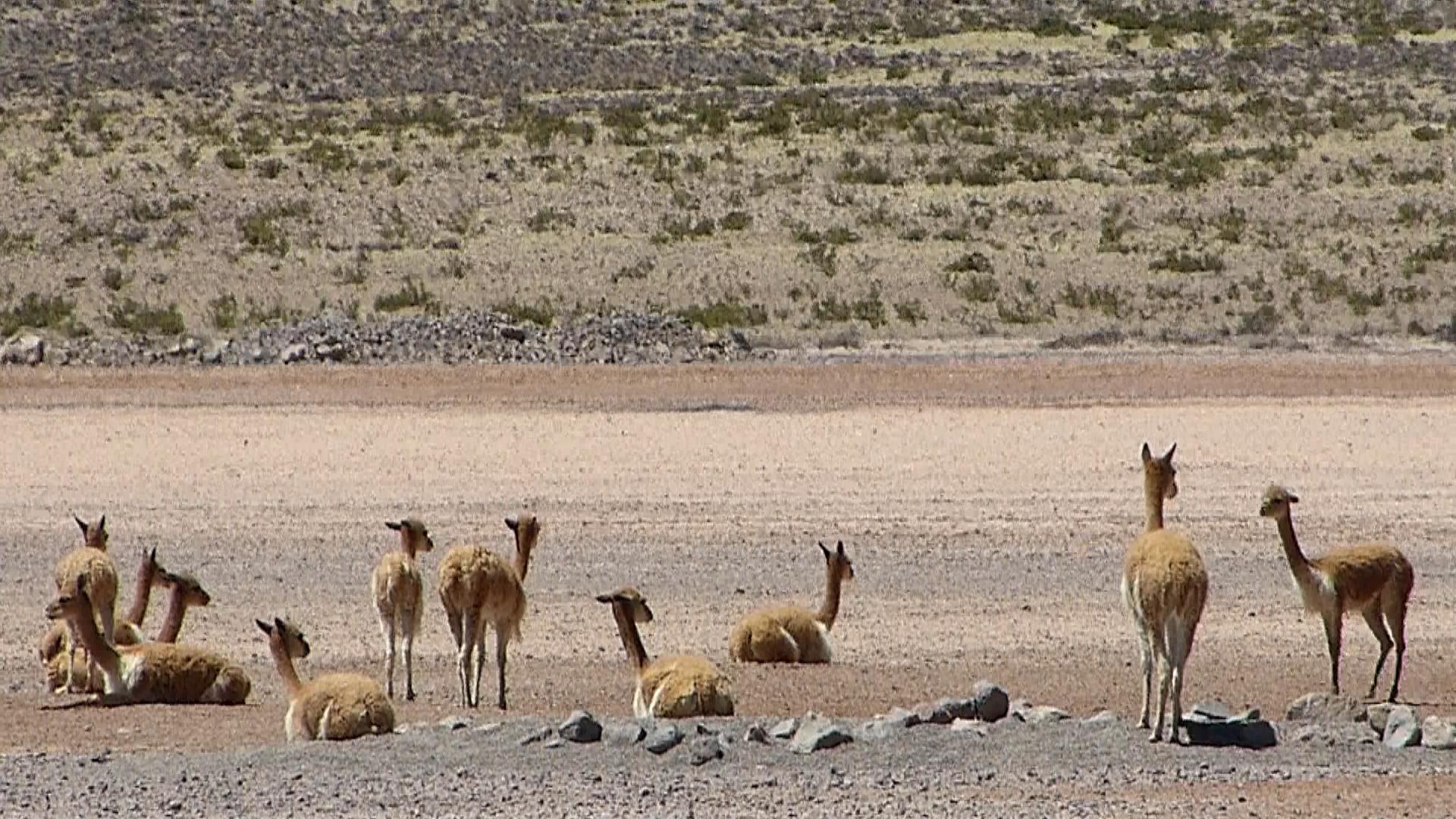 van Arequipa naar Colca Canyon
