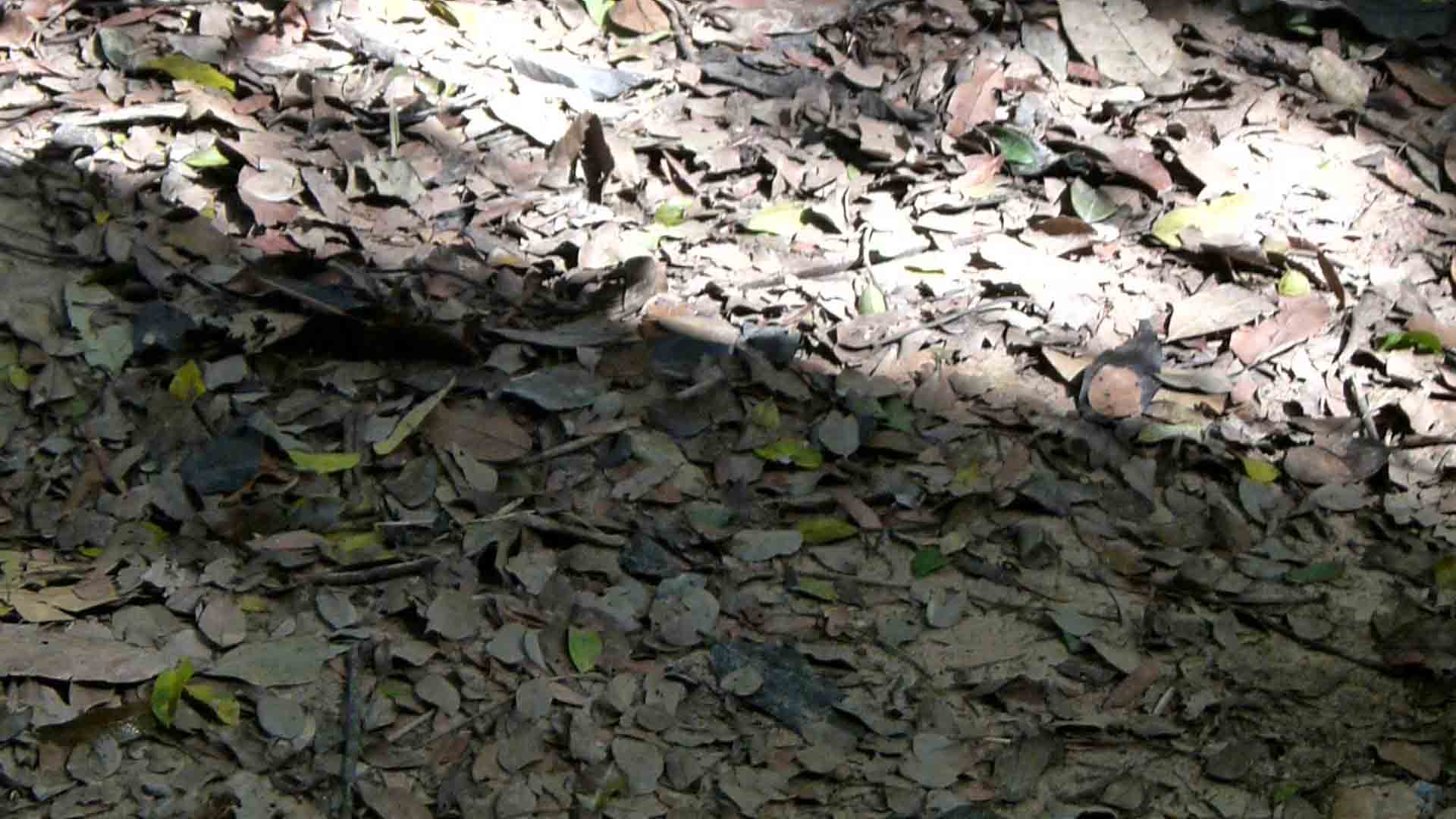 Vietnam, een gids toont een uitgang van het tunnelcomplex van Cu Chi